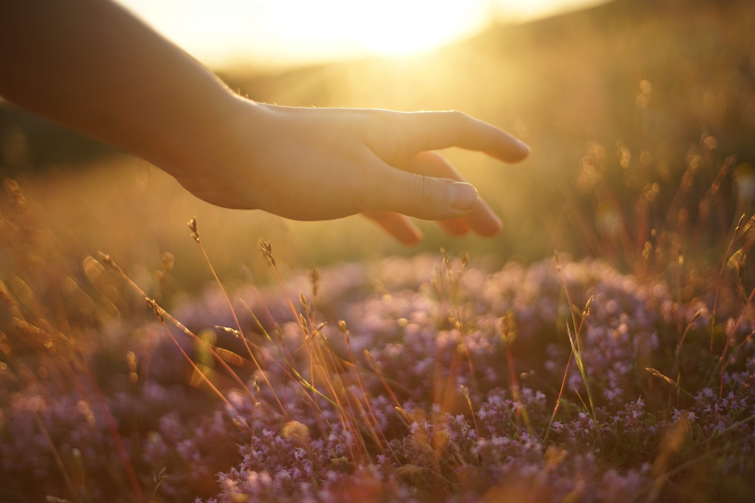 Main qui touche des fleurs violettes du bout des doigts dans un champ